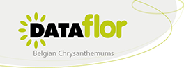 Logo Dataflor Belgian Chrysanthemums